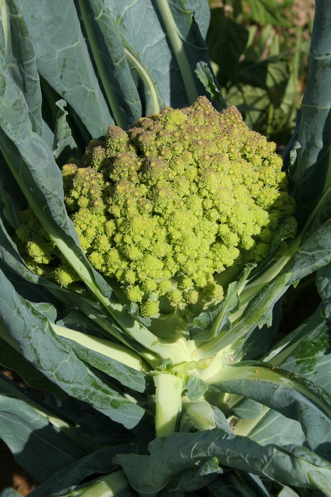 ROMANESCO BIO